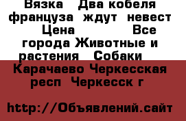  Вязка ! Два кобеля француза ,ждут  невест.. › Цена ­ 11 000 - Все города Животные и растения » Собаки   . Карачаево-Черкесская респ.,Черкесск г.